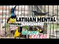 Download Lagu TERAPI KOLONI SOGON AGAR CEPAT BUNYI GACOR NGLEPER