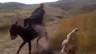 الي ابو صعيدي ميخفش   اضحك من قلبك دندنها
