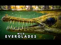 UNREAL EVERGLADES - Nature s Most Dangerous Paradise Full Documentary