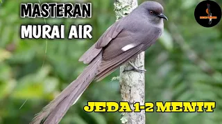 masteran murai batu suara burung murai air dengan jeda 1 2 menit