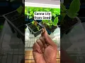Download Lagu Canna Lily from Seed