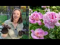 Peony Growing Guide How to Plant Grow Harvest Divide Transplant Peonies