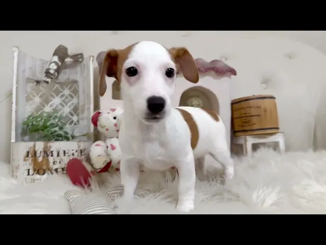 動画
