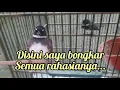 Download Lagu Perawatan harian SIKATAN KIPAS agar cepat gacor dor🐦