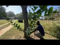 12 Days ago i sprayed RM43 Link in Description