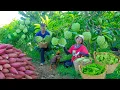 Harvest: Custard Apple, Sweet Potatoes, Green Plums, Winged Beans To Sell At The Market, Farming