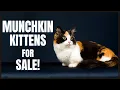 Munchkin Cat for Sale