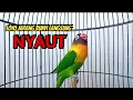 Download Lagu Dengar Suara Burung Lovebird Ngekek Panjang ini, Lovebird LOYO JARANG BUNYI Langsung NYAUT