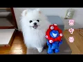 Download Lagu ペットカメラで愛犬の留守番をモニタリングしてみた結果…