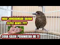 Download Lagu PERAWATAN JONGKANGAN / CINGCOANG BAHAN AGAR CEPAT BUNYI !! 🐦