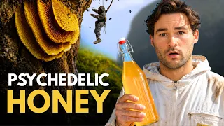 I Turned MAD HONEY Into MEAD (barely survived)
