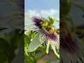 Download Lagu Can you pollinate passion fruit flowers without bees?