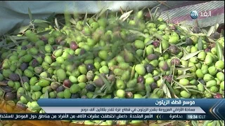 تقرير موسم قطف الزيتون العرس الفلسطيني وأيام الخير لمزارعي غزة 