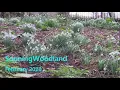 Woodland and Birdsong at Sonning