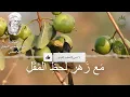 📜✨ قصيدة "صوتُ صَفِيرِ البُلْبُلِ" بصوتٍ يُطْرِبُ الآذان!#صوت_صفير_البلبل #الأصمعي #شعر_عربي