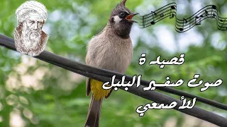 قصيدة صوت ص ف ير الب ل ب ل بصوت ي ط ر ب الآذان صوت صفير البلبل الأصمعي شعر عربي  قصيدة صوت ص ف ير الب ل ب ل بصوت ي ط ر ب الآذان صوت صفير البلبل الأصمعي شعر عربي