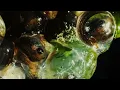 Afterthought - BENEE & Joji