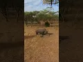 Lagu #WhiteRhino #travel #africa #trip #tourist #safari #wildlife #epic #tourism #Insta360 #x4