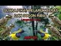 Download Lagu SUARA PIKAT PLATUK BERAS/SAMPIT VS SOGON RIBUT PALING AMPUH
