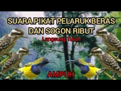 Download MP3 SUARA PIKAT PLATUK BERAS/SAMPIT VS SOGON RIBUT PALING AMPUH