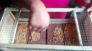 مصيده حمام اتوماتيك Automatic Bird Trap 