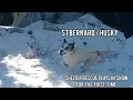 St Bernard Husky Mix Shelter Rescue Plays in Snow for the First Time Forest Falls California