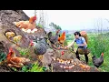 Download Lagu How to Harvest Chicken Egg, goes To Market Sell - Harvest and Cooking |Tieu Vy Daily Life