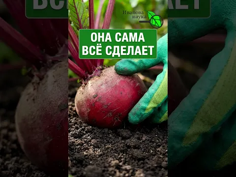🍬 СВЕКЛА БУДЕТ СЛАДКОЙ КАК КОНФЕТА И ВКУСНОЙ КАК МАСЛО! Когда убирать свеклу