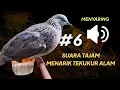 Download Lagu Tekukur Suara Tajam Mudah Menarik Tekukur Alam Ampuh Untuk Pikat 100% Jernih