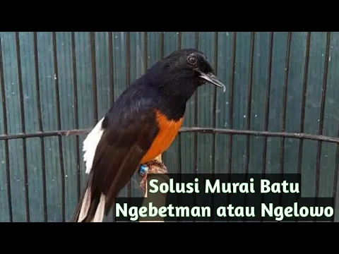 Cara Ampuh Mengatasi Murai Batu Ngelowo Ngebatman