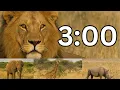 3 Minute Safari Timer with Real Zoo Animals