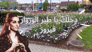 دخلك ياطير الوروار   فيروز                            دندنها