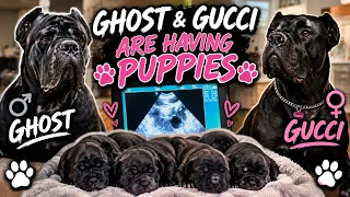 Its Official. Puppies Coming Soon ❤️😍
