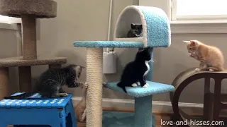 8-week old kittens playing