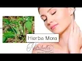 HIERBA MORA - Todos sus beneficios en enfermedades dermatologicas