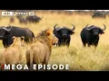 Download Lagu Powerful Hunters MEGA EPISODE | Greatest Fights In The Animal Kingdom | Nature Animal Documentary