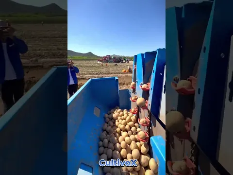 🚜🥔 Field Potato Seed Planting Mechanics