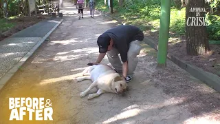 Obese Dog Refuses To Walk l Before & After Makeover Ep 165
