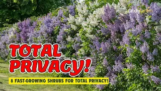 8 best fast growing shrubs for total privacy gardening ideas