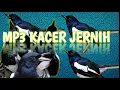 Download Lagu Suara Pikat Kacer Jernih //Terbaru 2021