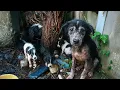 Download Lagu 10 Terrified Puppies Crying in the Storm After Their Mother Vanished