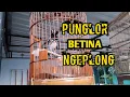 Lagu PUNGLOR BETINA NGEPLONG ANIS KEMBANG BETINA GACOR
