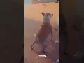 Download Lagu TikTok Beautiful dog dancing #Dog #dance #Funny #Animal #love #pet