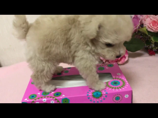 動画