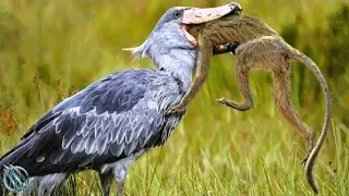 shoebill stork the jurassic master hunter of the wetlands shoebill vs lungfish