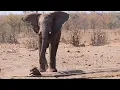 When a Warthog and Elephant Want the Same Drinking Spot