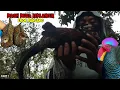Download Lagu BERBURU AYAM HUTAN HIJAU, KALI INI SEPOTNYA DI LADANG KACANG, YANG NONGOL TIDAK CUMA 1 EKOR