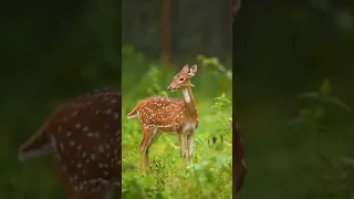 صوت نداء الغزال في موسم التزاوج         دندنها