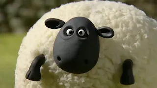 شون ذا شيب بدون موسيقى  شون ذا شيب بدون موسيقى