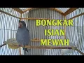Download Lagu SRIGUNTING ABU BONGKAR ISIAN MEWAH